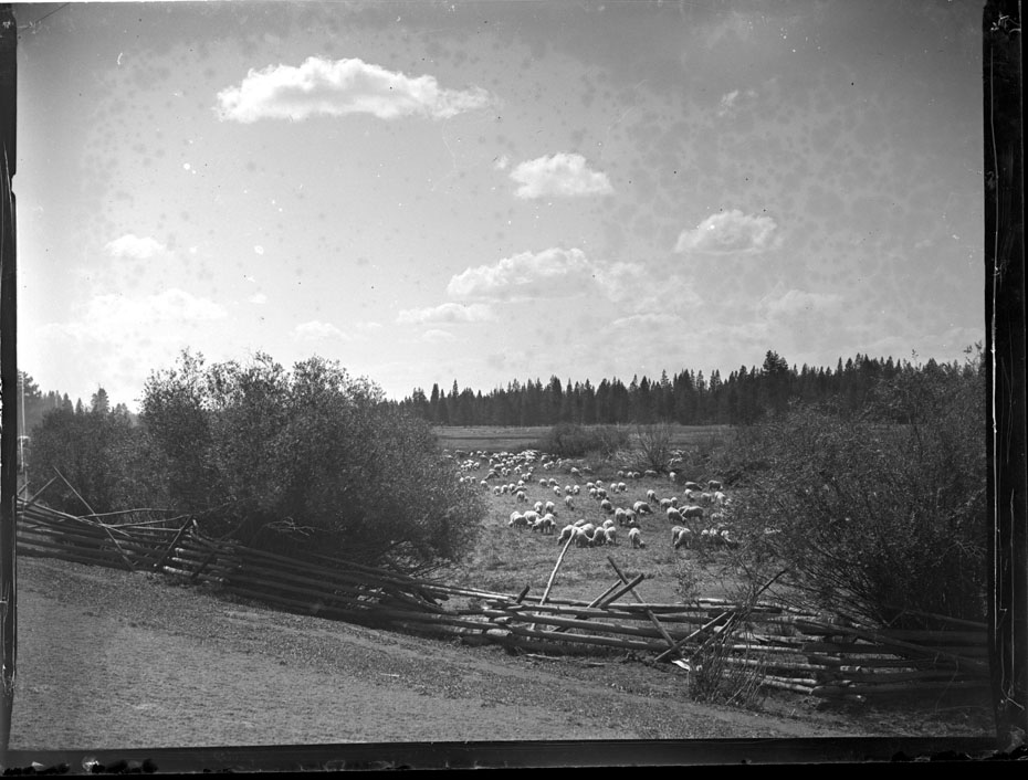 Sheep Ranching, Central Oregon