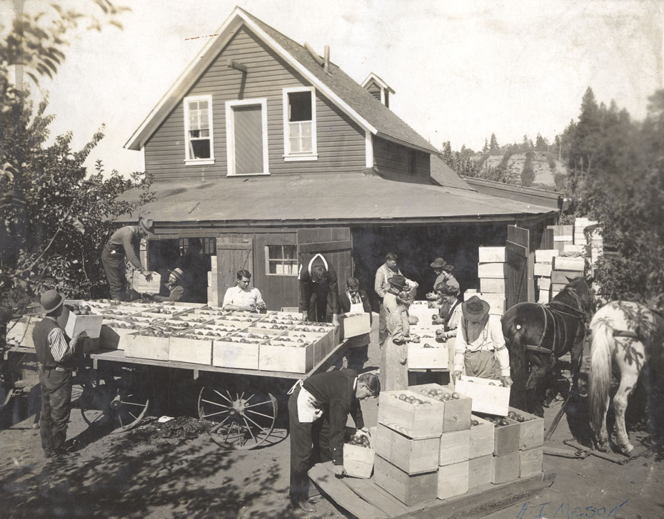 Packing Apples