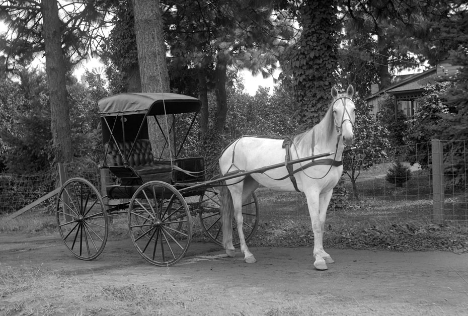 Horse and Buggy