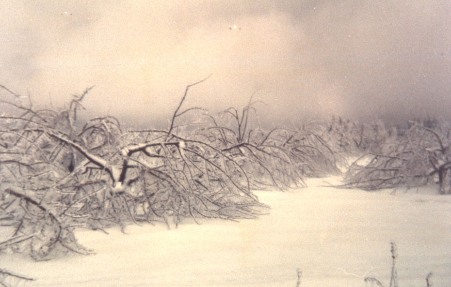 Ice Storm