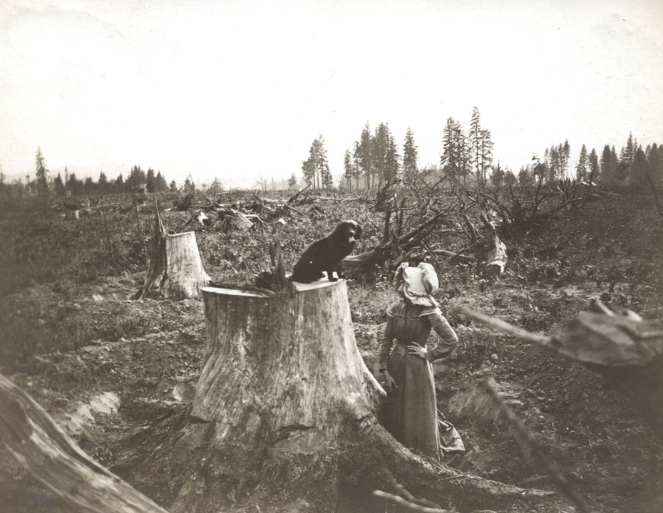 Clearing Land