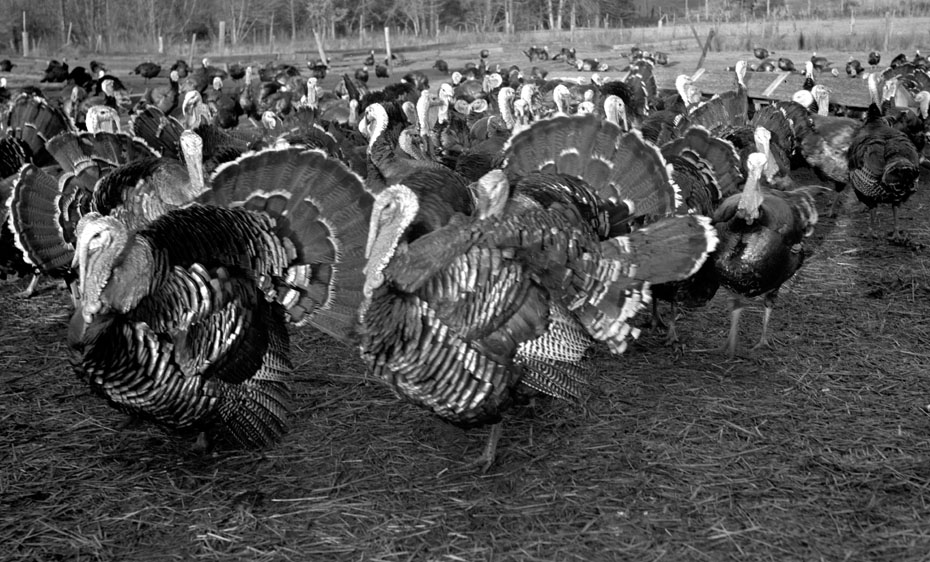 Gobble gobble
