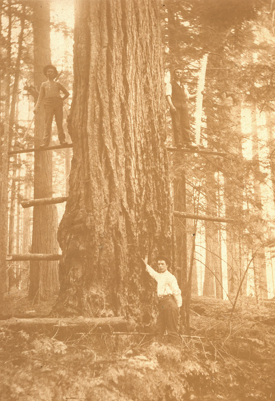 Timber