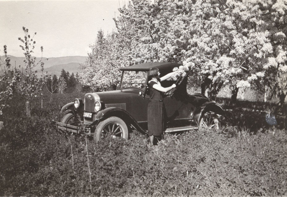 Pear Orchard, Circa 1925