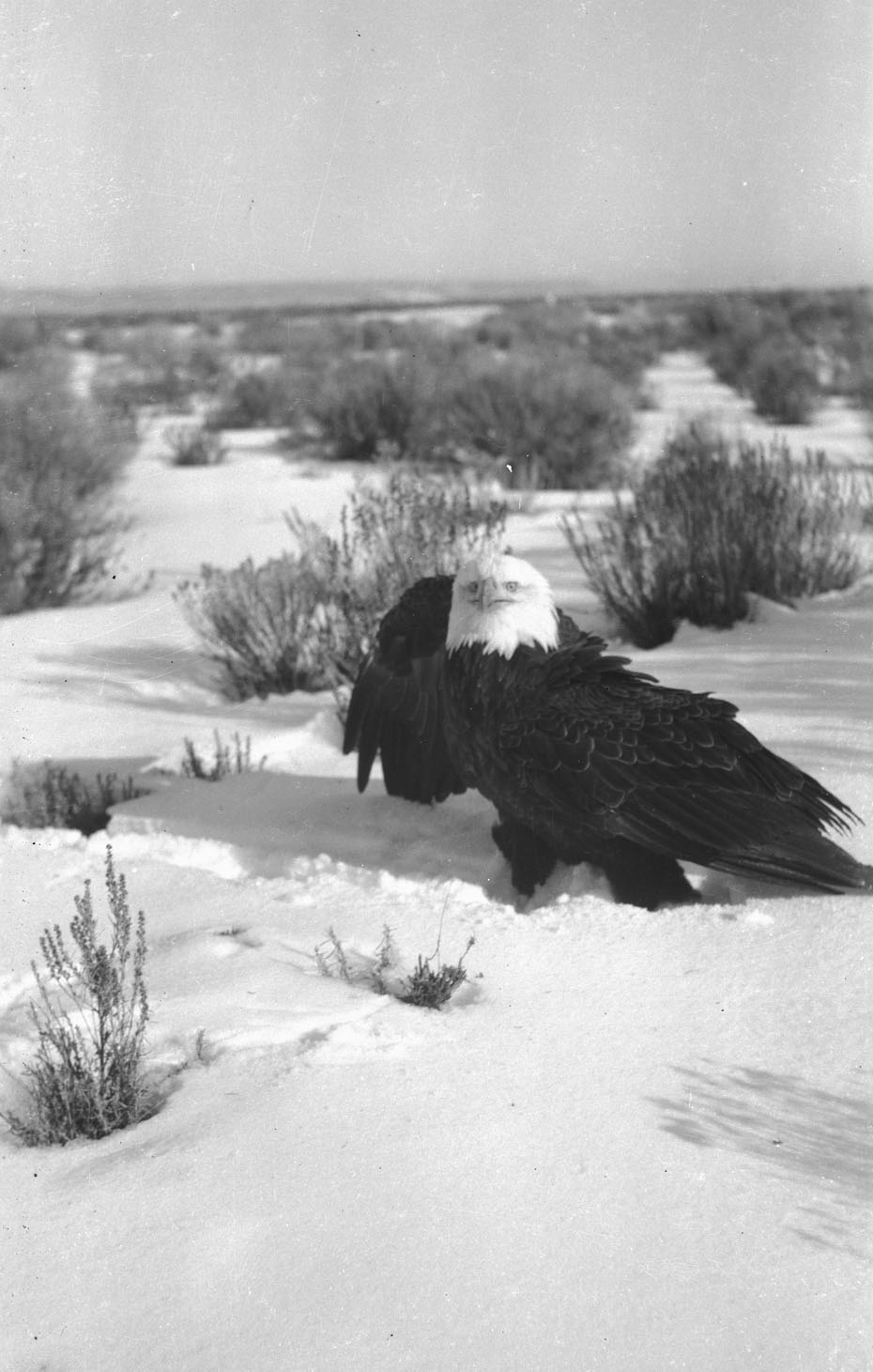 Bald Eagle