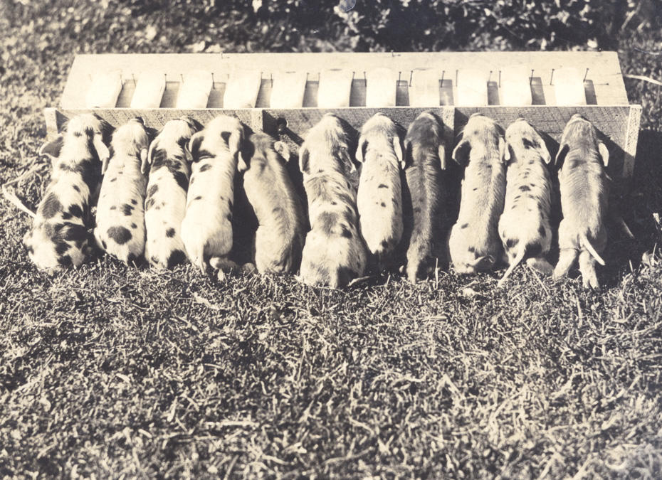 Piglets