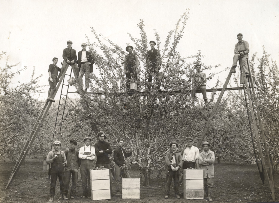 Time to Pick the Apples