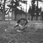 Two Headed Turkey