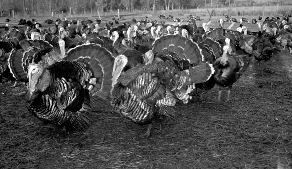 Happy Thanksgiving