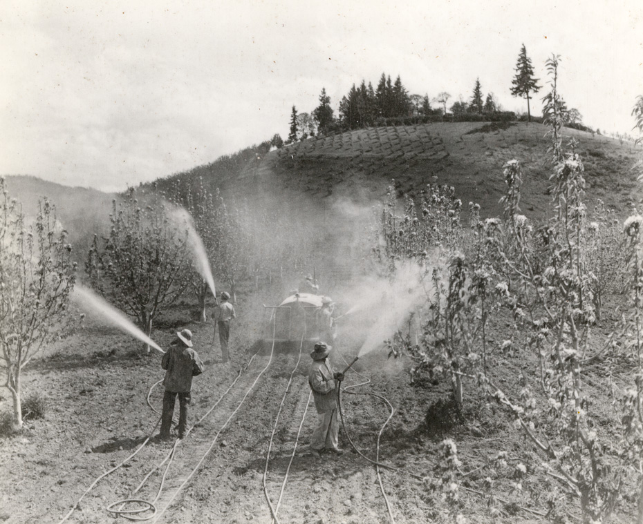 Fruit Spraying