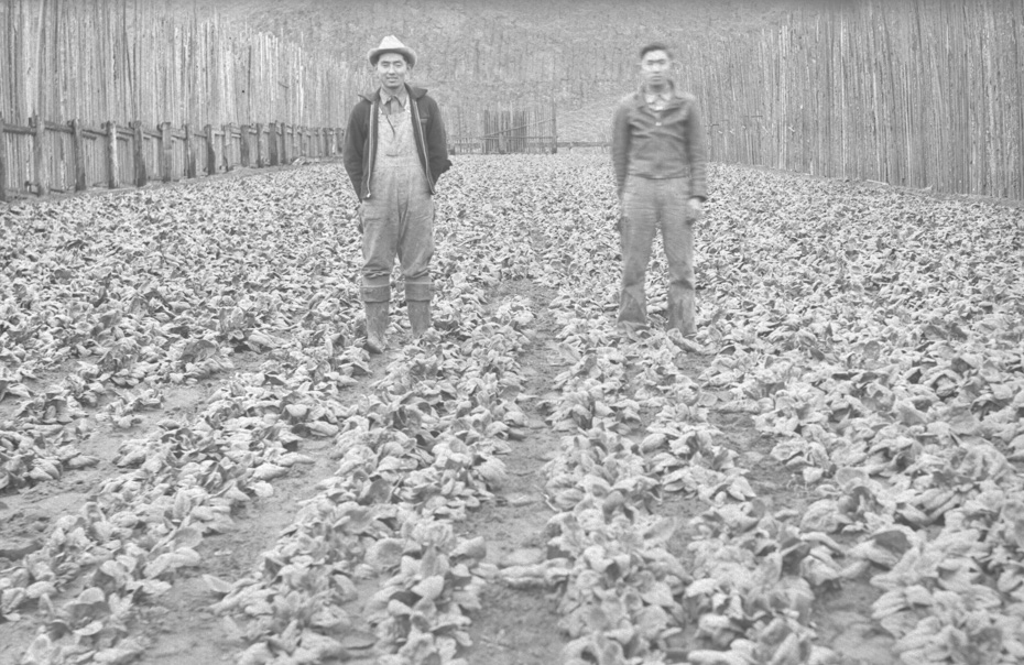 Tsubota Brothers