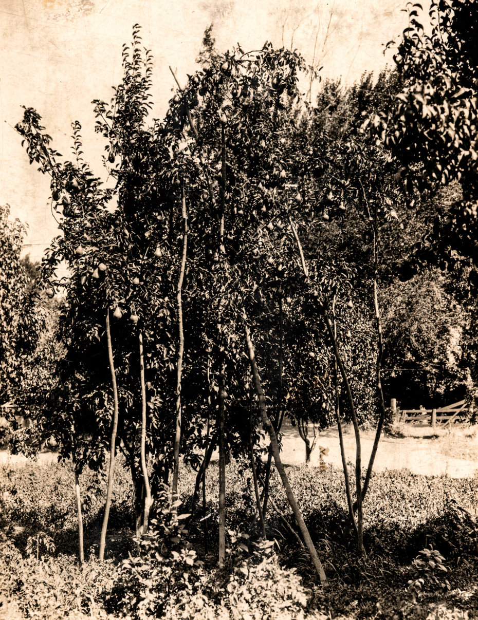 Lots of Pears
