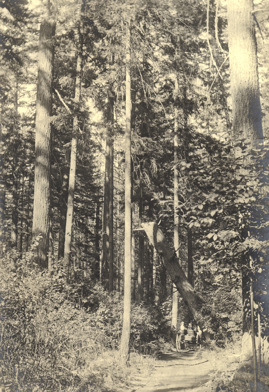Road to Lost Lake, 1902