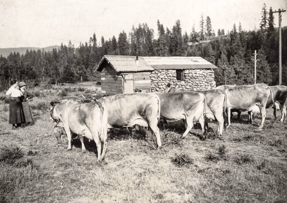 Dairy Farm