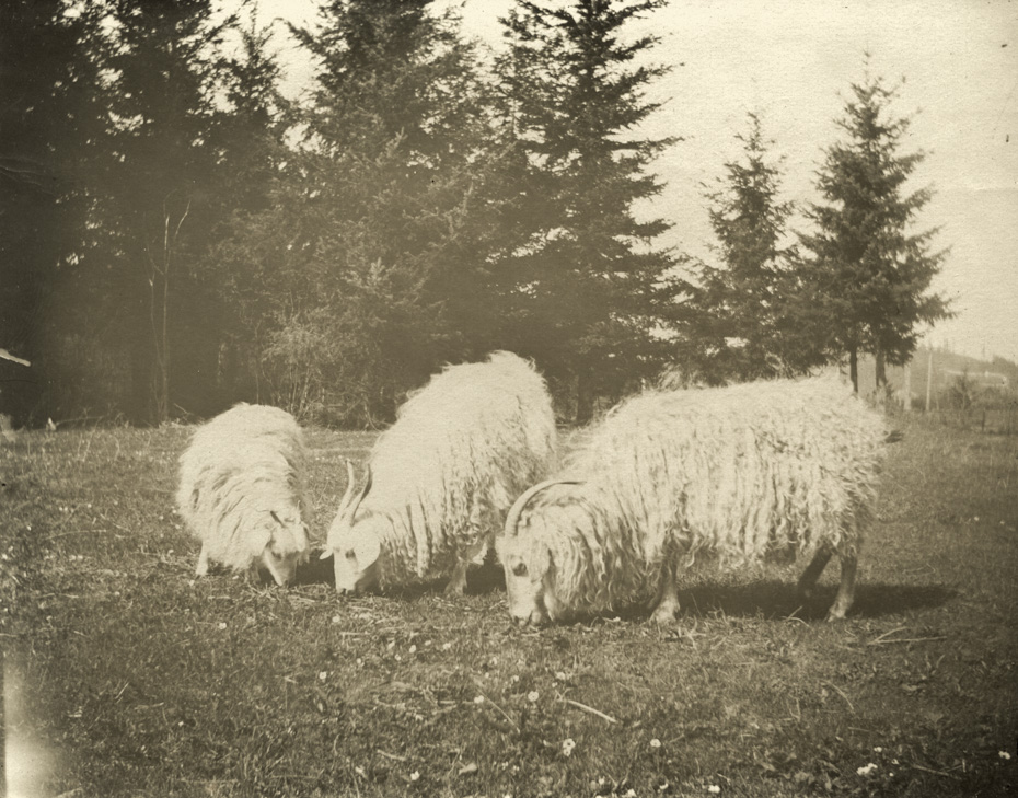 Sheep?