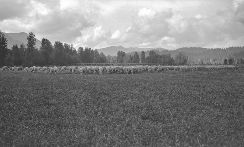 Happy Sheep