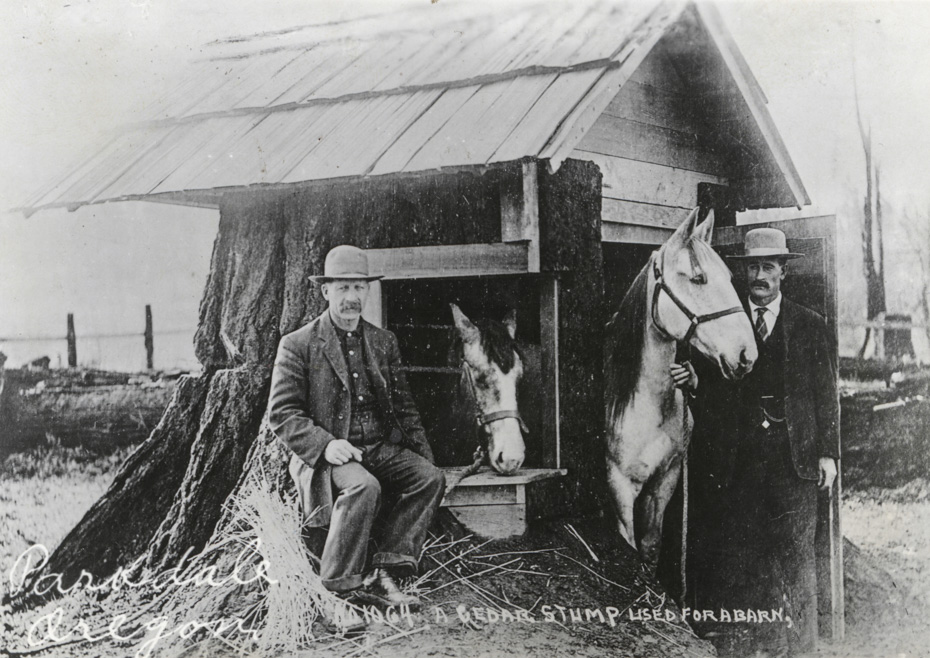 “A Cedar Stump Used For a Barn”