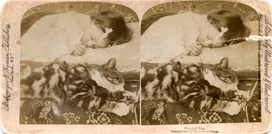 Cat Pictures