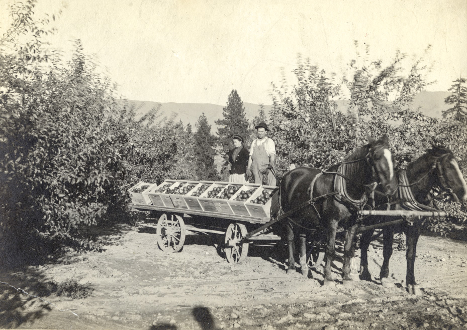 Apple Harvest