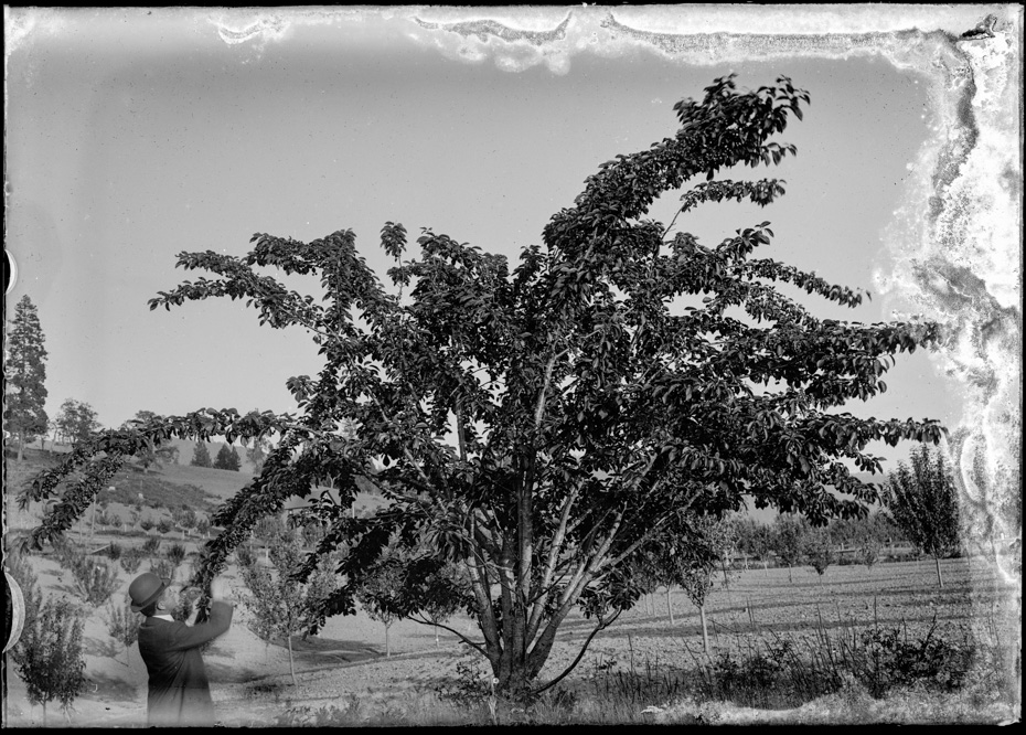 Cherry Tree