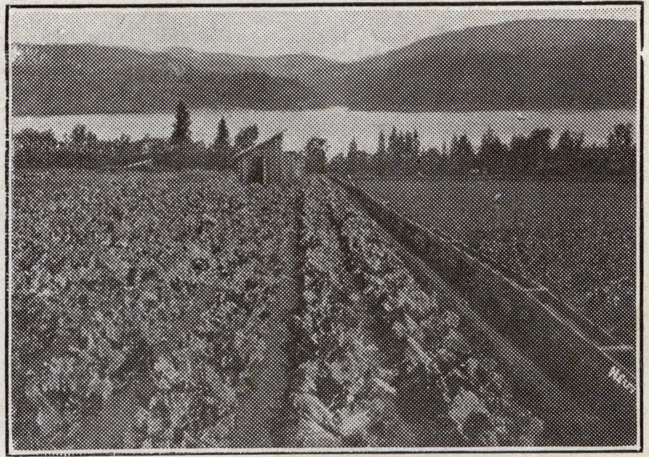 Field of Celery