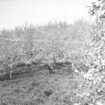 Blossom Time