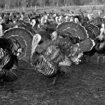 Happy Thanksgiving