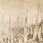 “Ghost Forest”