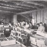 Mr. Torajiro Ogawa’s Strawberry Packing House