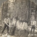 “Felling a Forest Giant, Oregon”