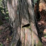 Stumps