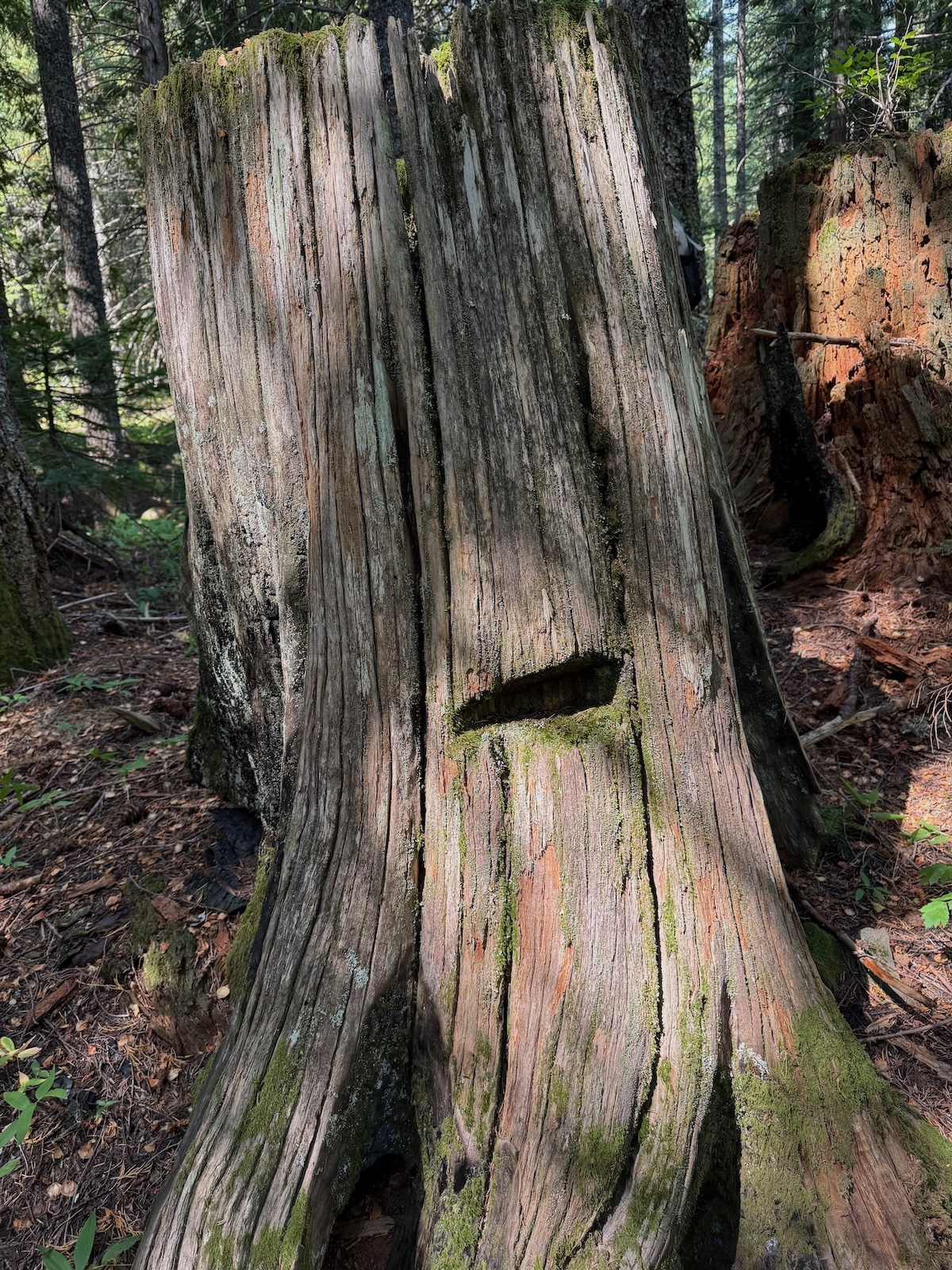 Stumps