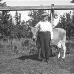 W. H. Howell and Cow