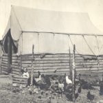Mason Chicken Coop