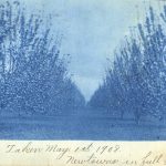 “Newtowns in Full Bloom”