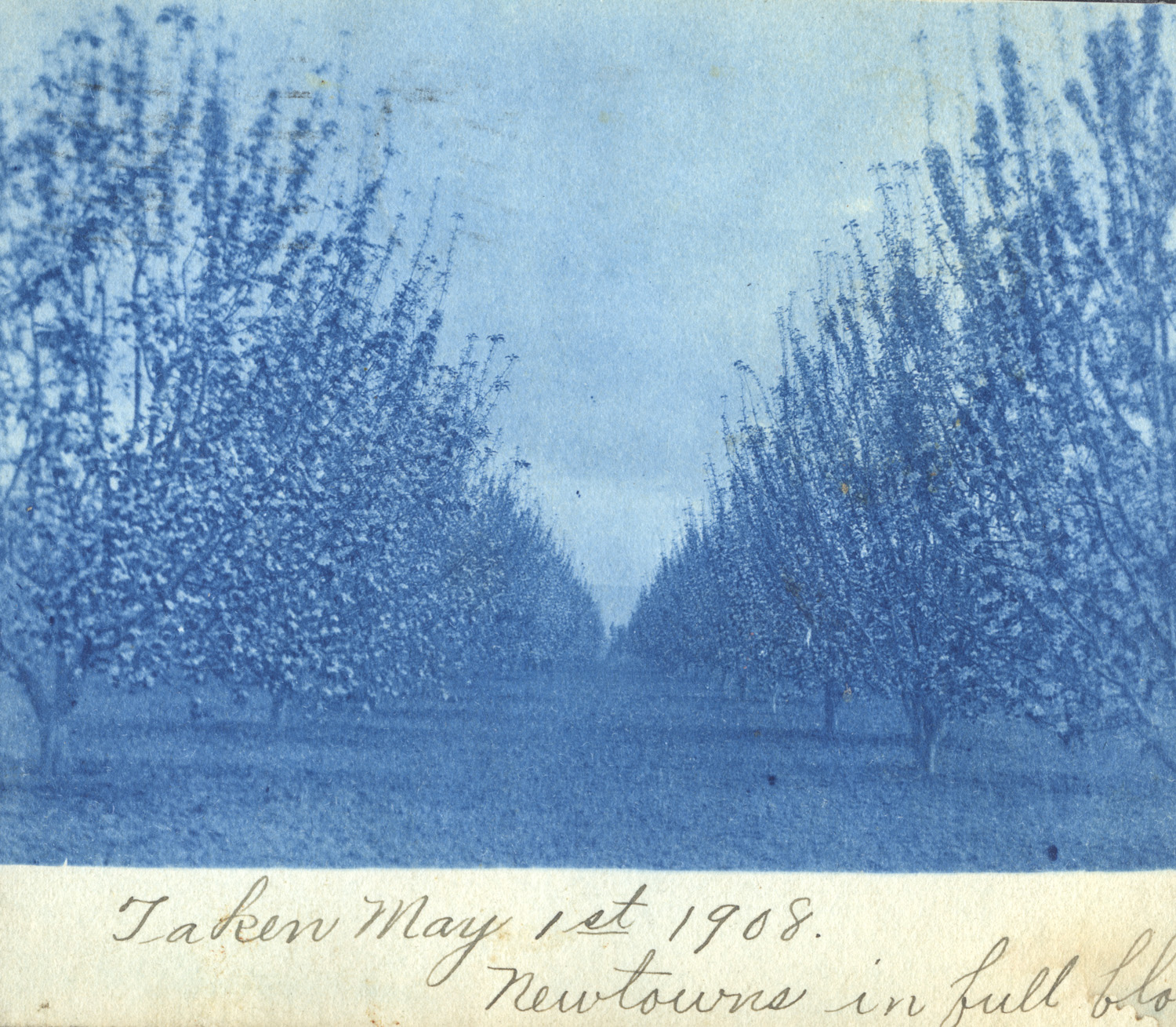 “Newtowns in Full Bloom”