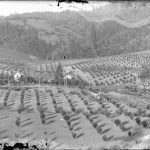 New Orchard