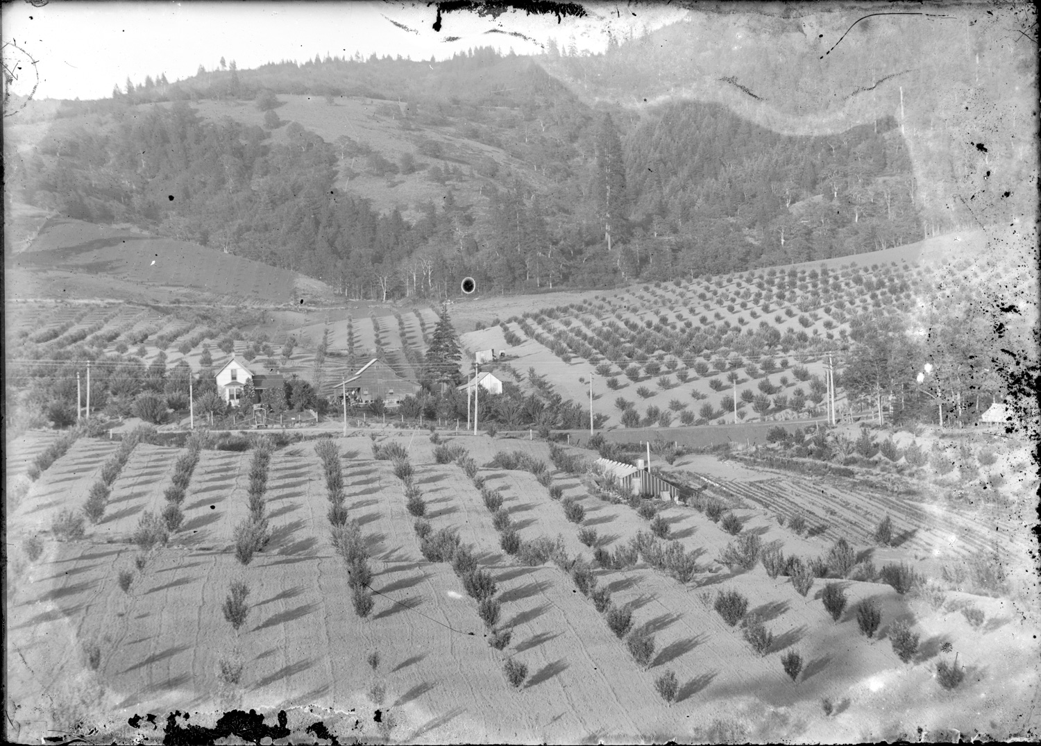 New Orchard
