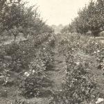 Between the Rows