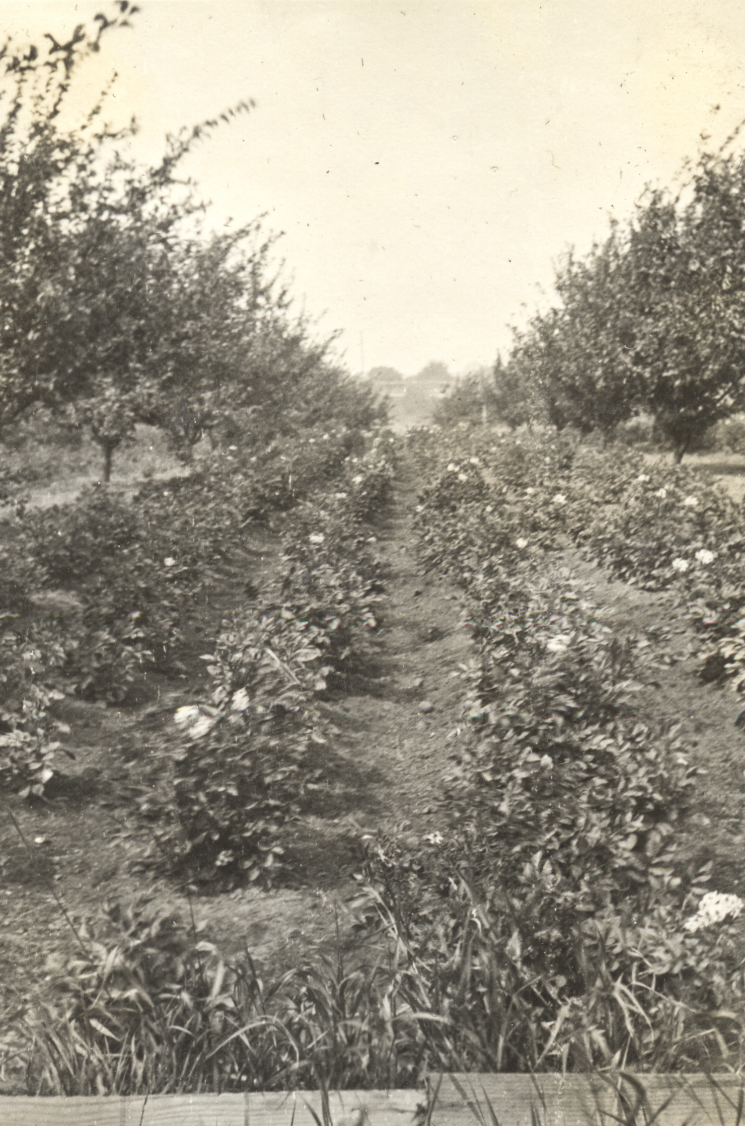 Between the Rows