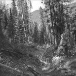 “Fire Trail”